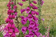 Foxglove Seeds / Foxglove Plants