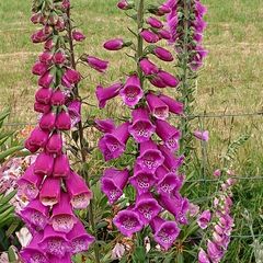 Foxglove Seeds / Foxglove Plants