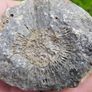 Big Coral fossil w/ complete silicification Image 9
