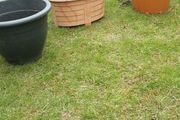 plant pots