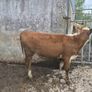 Hereford heifers Image 5