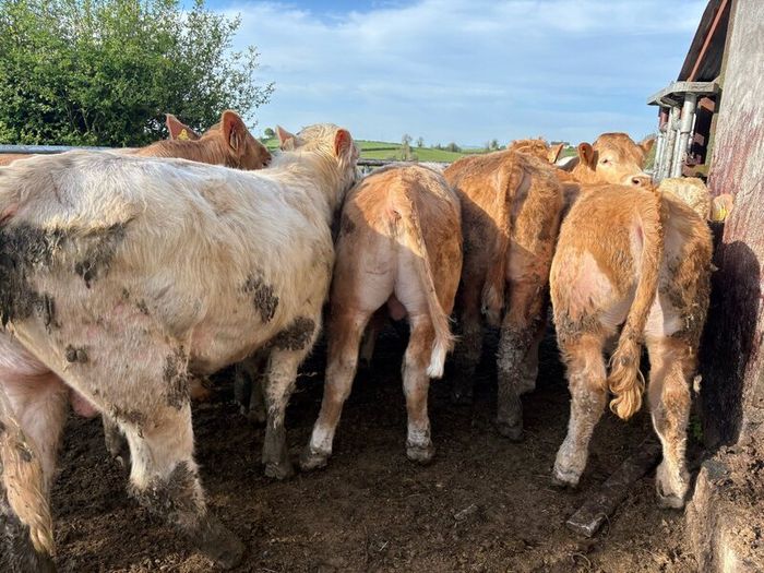 25 smashing Charlie bullocks
