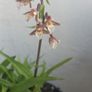 Garden orchid Image 2