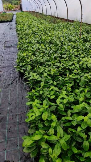 Laurel Hedging in 5 litre pots 4ft just 5 Euro