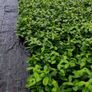 Laurel Hedging in 5 litre pot 4ft just 5 euro Image 6