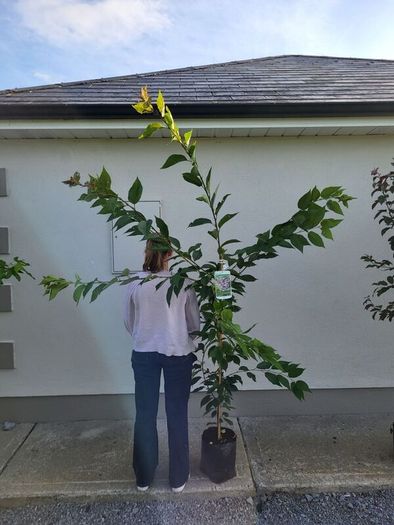 trees for sale
