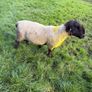 P/B Suffolk Ram Image 3