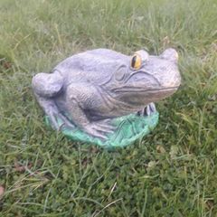 garden frog