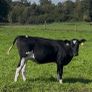 Maiden heifers Feb 26 born Image 5