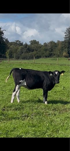 Maiden heifers Feb 26 born