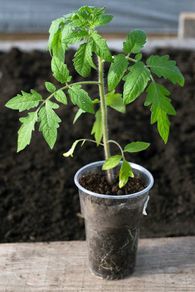 tomato plant