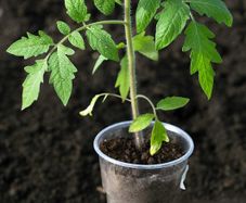 tomato plant