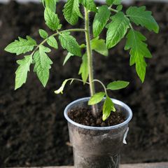 tomato plant