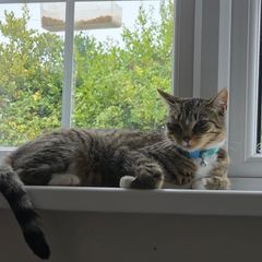 cat