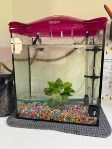 Acquarium with fish and accessories