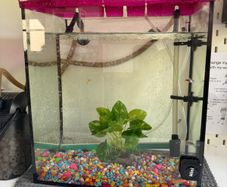Acquarium with fish and accessories
