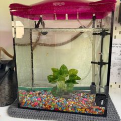 Acquarium with fish and accessories