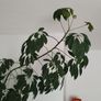 Tall Umbrella Plant Image 4