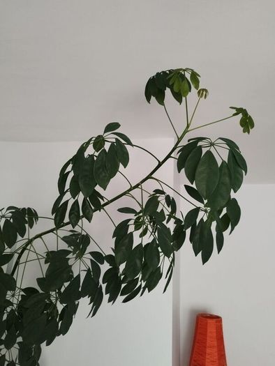 Tall Umbrella Plant