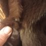 Switzers fur coat, no damage, medium, D18 post 10e Image 5