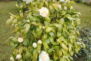 Camellia Japonica White