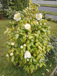 Camellia Japonica White