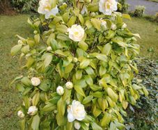 Camellia Japonica White