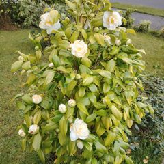 Camellia Japonica White