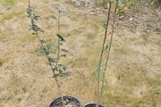 Fruit tree green gage