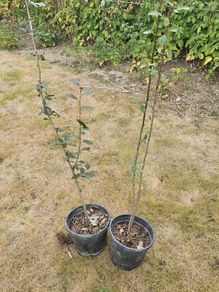 Fruit tree green gage