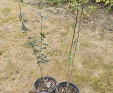 Fruit tree green gage