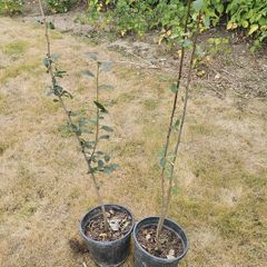 Fruit tree green gage
