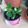 Jade (Money plants) Image 3