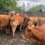 30 super suckler bullocks Image 7