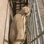 Ram lamb Image 4