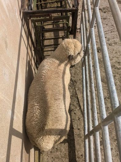 Ram lamb