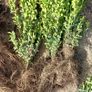 Box Hedging Image 3