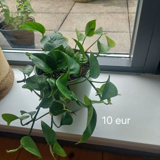 Plants