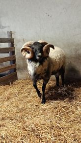 Hogget ram