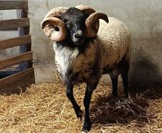 Hogget ram