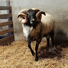 Hogget ram