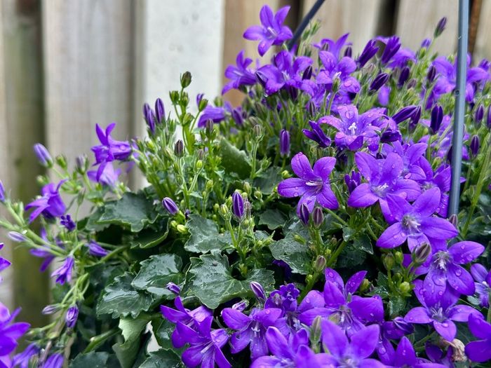 Campanula Catharina (Wall Bellflower) in 23cm hanging pot