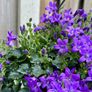 Campanula Catharina (Wall Bellflower) in 23cm hanging pot Image 4