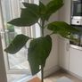 Sunflower plants Image 2