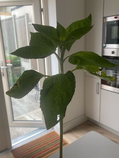 Sunflower plants