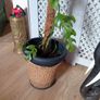 Large Monstera Minima with Pot Image 5