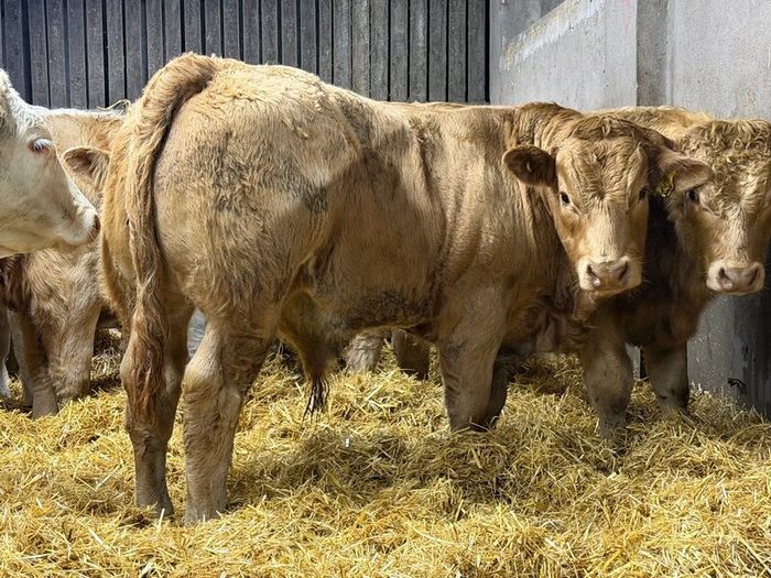 Charolais Weanlings