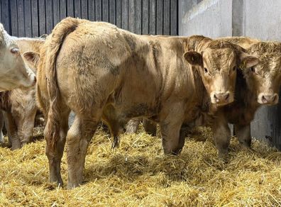 Charolais Weanlings