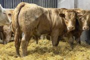 Charolais Weanlings