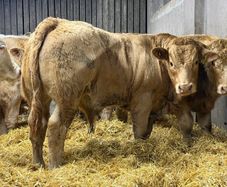 Charolais Weanlings